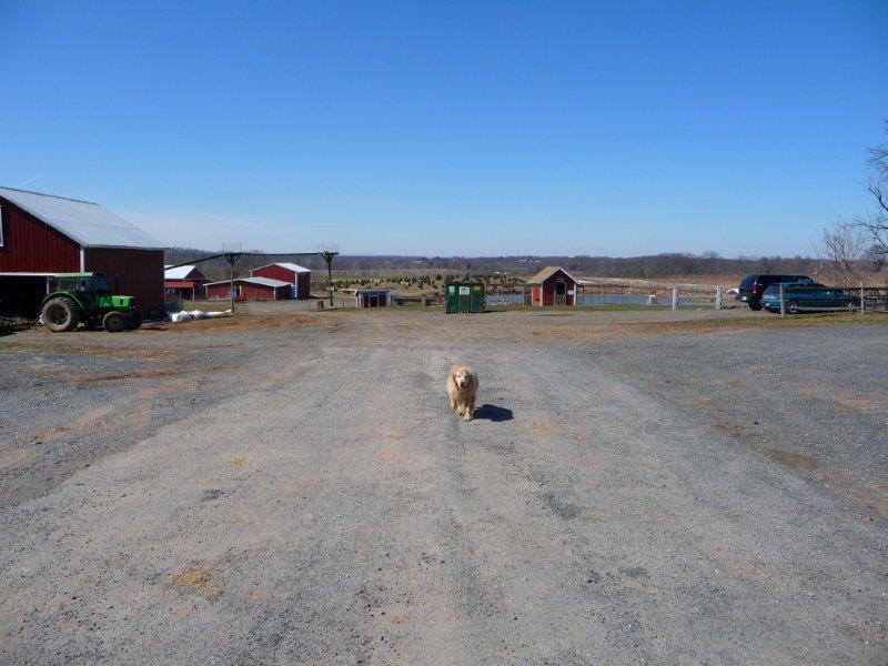 2 farm dog pic